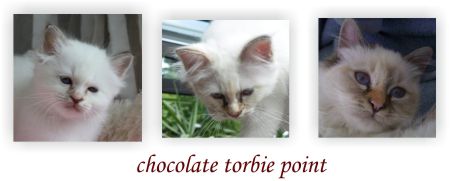 chocolate torbie point